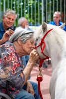 Mini horses, big hearts